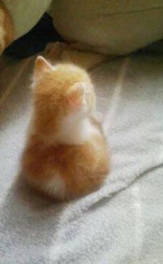 neko.jpg